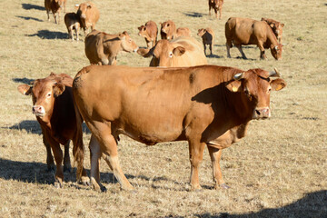 troupeau de vaches de race Limousine dans un paturage dont l'herbe est toute brulée par la...