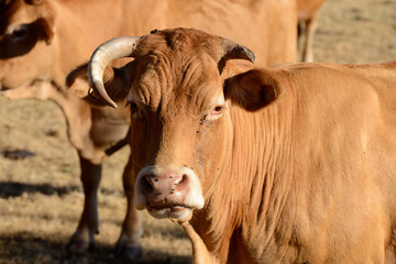 portrait d'une vache Limousine dans un champ avec son troupeau en été