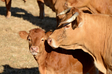 vache de race Limousine et son veau - Limousin France