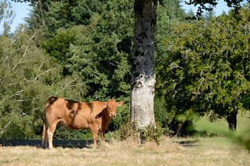 vache de race limousine sous un arbre dans une champ en été - Limousin