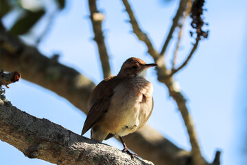 Photograph of a beautiful Rufous hornero, found in Lago da Fonte in Imbé in Rio Grande do Sul, Brazil.	
