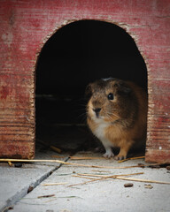 Hamster at the door