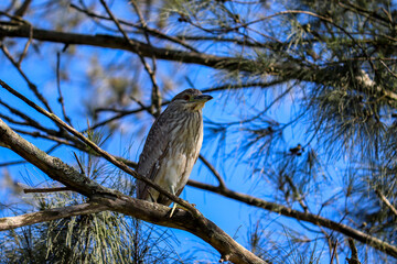 Photograph of a beautiful  juvenile Black-crowned Night-Heron, found in Lago do Braço Morto in Imbé in Rio Grande do Sul, Brazil.