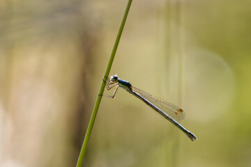 dragonfly on a leaf