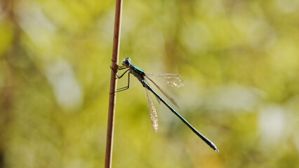 dragonfly on a green leaf