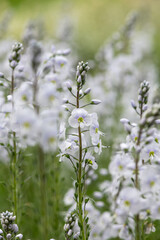 Gentian speedwell (veronica gentianoides) flowers in bloom