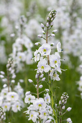 Gentian speedwell (veronica gentianoides) flowers in bloom