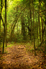 path between trees in the forest