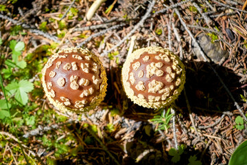 Poisonous mushroom Amanita regalis in the wet spruce forest. Wild mushroom growing in the moss and grass.