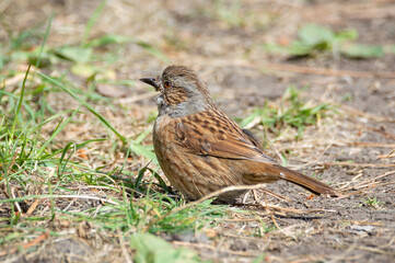Dunnock resting on the ground