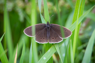 Ringlet butterfly settled among wet grass