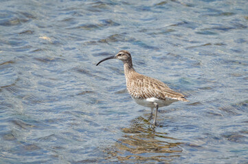 Whimbrel wading in shallow sea.