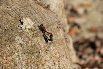 つがいのトンボ