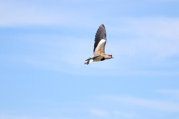 Photograph of a beautiful Southern lapwing in full flight.