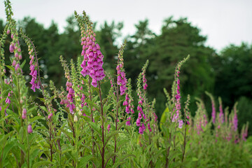 Obraz premium Flowering foxglove in the garden