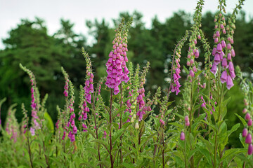 Flowering foxglove in the garden