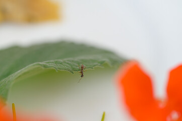 Ant escaping on a plate, ant gymnastics, movement - curiosities of the nature of animals, insects