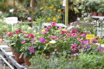 Fototapeta na wymiar fresh flower photos taken at the Cameron Highland flower garden