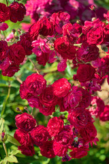 roses in the summer garden