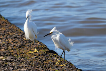 Beautiful Snowy egret on the banks of the river in Tramandaí in Rio Grande do Sul, Brazil.