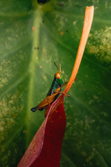 bug on leaf