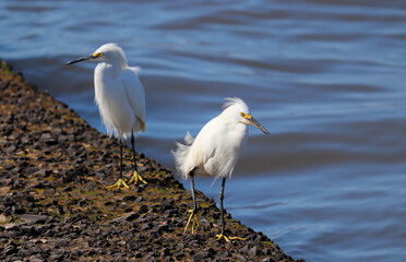Beautiful Snowy egret on the banks of the river in Tramandaí in Rio Grande do Sul, Brazil.