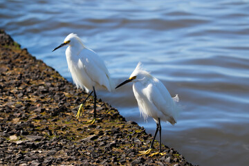Beautiful Snowy egret on the banks of the river in Tramandaí in Rio Grande do Sul, Brazil.