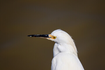 Beautiful Snowy egret on the banks of the river in Tramandaí in Rio Grande do Sul, Brazil.