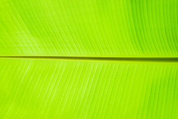 close up of green fresh banana leaf texture background. natural green leaf background,green background
