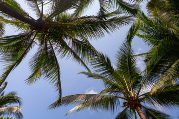 Fototapeta na wymiar Coconut palm tree leaves on blue sky 