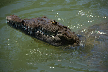 crocodile in the water