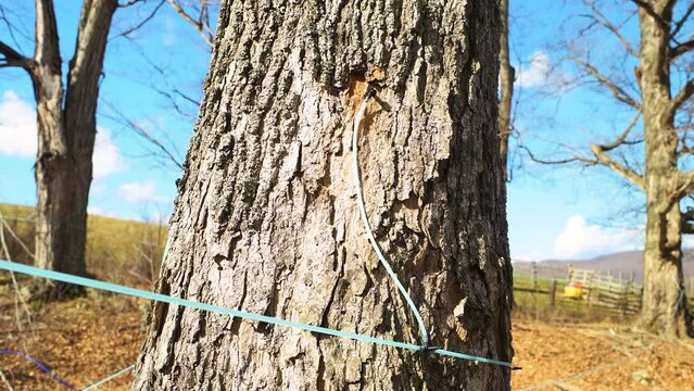 Maple syrup taps of hoses tube on maple tree collecting sap with tubing connected between trees in Blue Grass of Highland county, Virginia in springtime