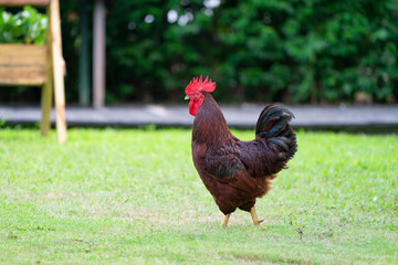 Cock on grass field, It's black red and brown color.