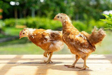 2 chicks 1-2 months Hybrid Rhode Island Red are standing on a garden wooden table in the morning with sunlight..