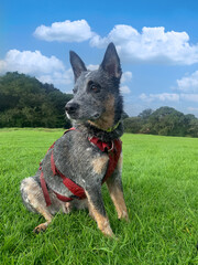 Australian Shepherd sitting in the meadow
