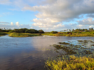 Fototapeta na wymiar a type of brazilian swamp with a lake and lots of vegetation