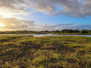 Amazing scenery with setting sun in lake with lots of green vegetation