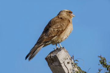 Bird of the species chimango, Phalcoboenus chimango, tiuque, , triuque or caracara chimango