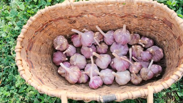 heads of garlic in a wicker basket