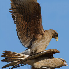 Bird of the species chimango, Phalcoboenus chimango, tiuque, , triuque or chimango caracara courting a female