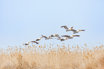 Flock of Dalmatian Pelican flying in the reeds in the delta of Volga River (near Caspian sea,...