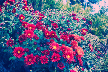 Autumn bright red asters in a light haze in a city park