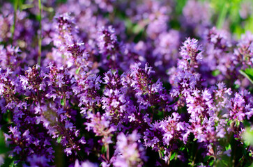 Obraz premium Thyme blossom on the field in summer. Flowering thyme. Macro closeup view. Violet background
