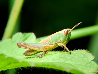 grasshopper on the leaf