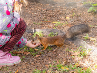 Girl feeds a squirrel with nuts in an autumn park.