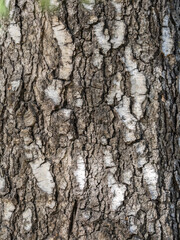 The texture of the birch bark. Birch bark background