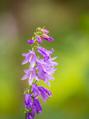 Campanula rapunculoides, creeping bellflower, or rampion bellflower