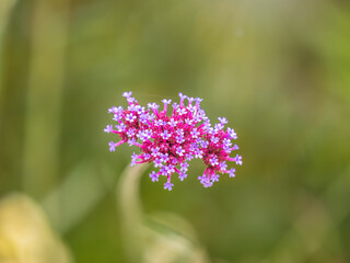 Verbena bonariensis flowers, Argentinian Vervain or Purpletop Vervain, Clustertop Vervain, Tall Verbena, Pretty Verbena, in garden
