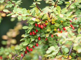 Branches of a barberry Bush with ripe red barberry berries