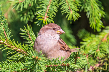 Sparrow sitting on a green branch in autumn. Sparrow with playful poise on branch in autumn or summer
